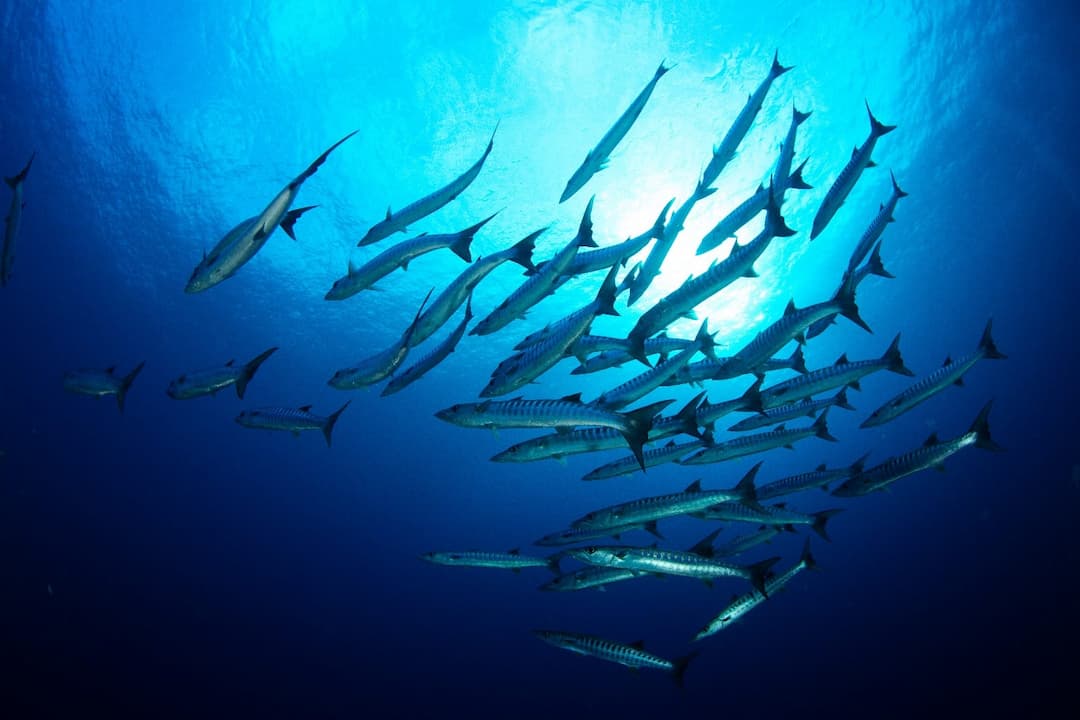 SCUBA DIVING CRUISE